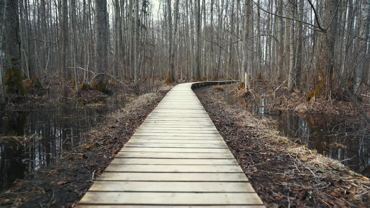 Sloka Lake Wooden Boardwalk in Swamp Tourist Trail in the Latvia