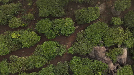 Panorámica-Hermosa-Plantación-De-Té-Brumoso-Plantaciones-De-Té-De-Clase-Mundial-En-Las-Colinas-De-Munnar,-Kerala,-India