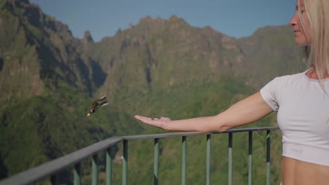 small finch bird grabbing food from woman hand at mountain viewpoint