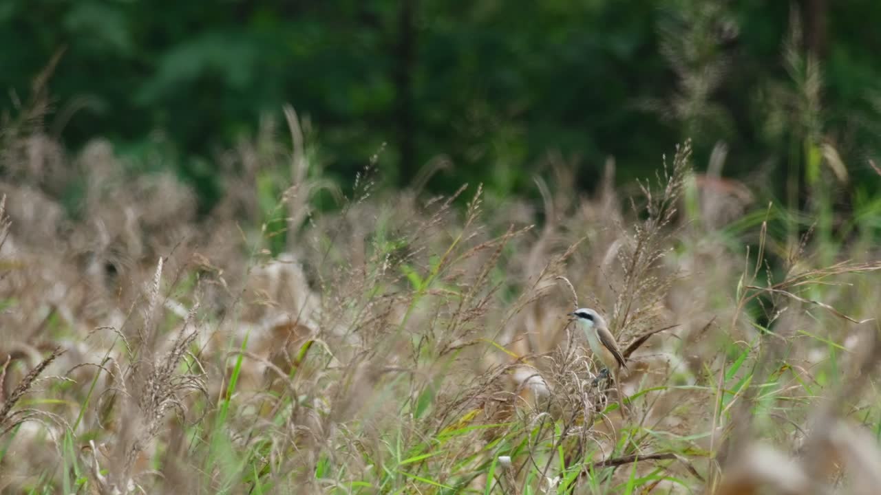 visto en lo profundo de la hierba mirando hacia la izquierda mientras la cámara hace zoom, camarón marrón lanius cristatus, tailandia