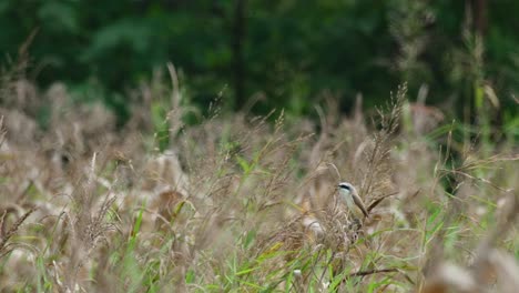 Tief-Im-Gras-Gesehen,-Mit-Blick-Nach-Links,-Während-Die-Kamera-Heranzoomt,-Braunwürger-Lanius-Cristatus,-Thailand