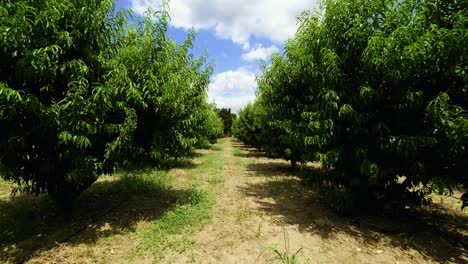 jardín de melocotoneros