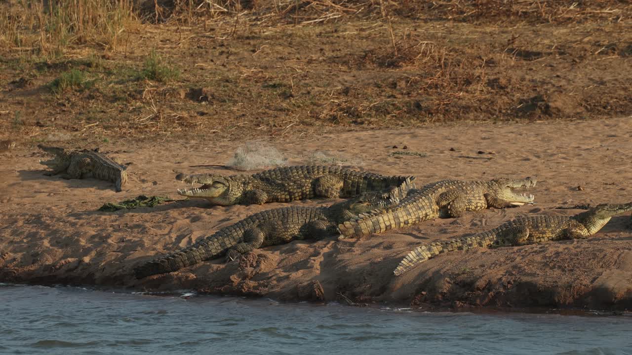 A group of Nile crocodile lying in the sand next to the river when one individual is turning around and another one is running into the water, Mashatu Game Reserve