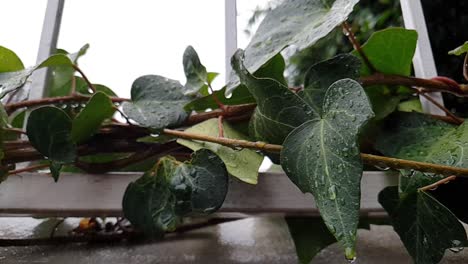 Primer-Plano-De-Hojas-De-Hiedra-Verde-En-Una-Pared-Con-Gotas-De-Lluvia-Sobre-Ellas-Desplazándose-Lentamente-Hacia-La-Izquierda