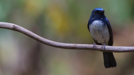 zoomed out as it looks to the right while perched on a vine, hainan blue flycatcher cyornis hainanus, thailand