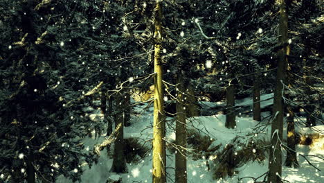 snowfall gently covers a serene forest landscape during winter season