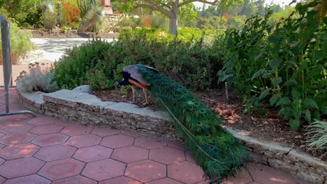 Wunderschöner-Pfau-Auf-Der-Suche-Nach-Nahrung-Im-Arboretum-Und-Botanischen-Garten-In-Los-Angeles,-Ca