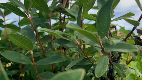 A-lush,-green-bush-bearing-ripe-blue-honeysuckle-berries,-with-an-aged,-rural-church-visible-in-the-background