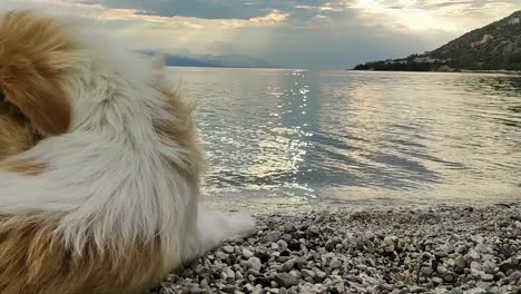 funny dog look posing upside down against the sea. close up view.