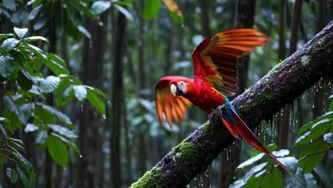 vibrant macaw in a rainy tropical rainforest