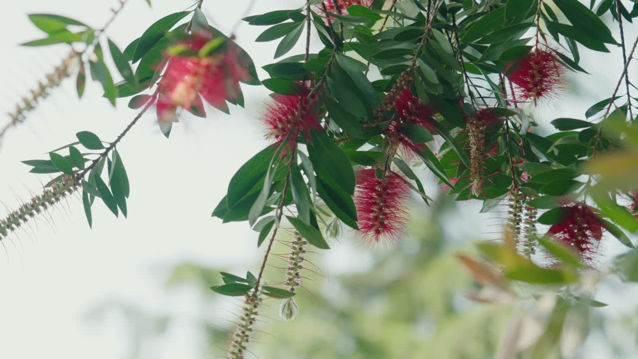vibrant bottlebrush blooms hanging from leafy tree branches in daylight