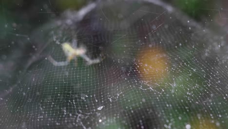 spider on the web after the rain australia queensland