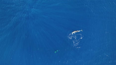 overhead view of mom and baby dolphin taking a short breath before diving below the ocean's surface