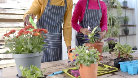 mid section of african american couple in aprons planting at home, slow motion