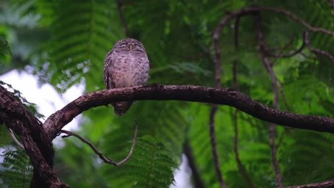 encaramado en una rama mientras parpadea su ojo izquierdo mientras sopla el viento, búho manchado athene brama, tailandia