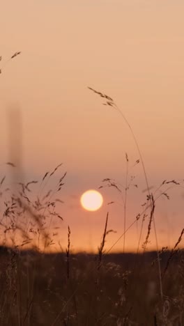 sunset in a field