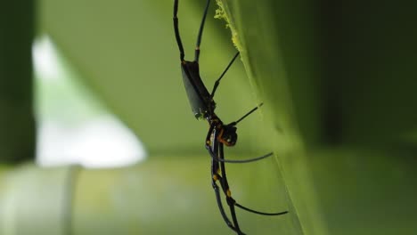 Araña-Tejedora-Orbe-Dorada-En-Telaraña-De-Seda-En-Tiempo-Ventoso,-Fondo-Borroso