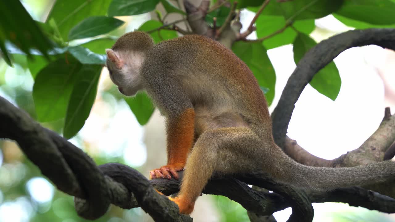 Pequeno macaco-esquilo observando curiosamente para cima e ao redor