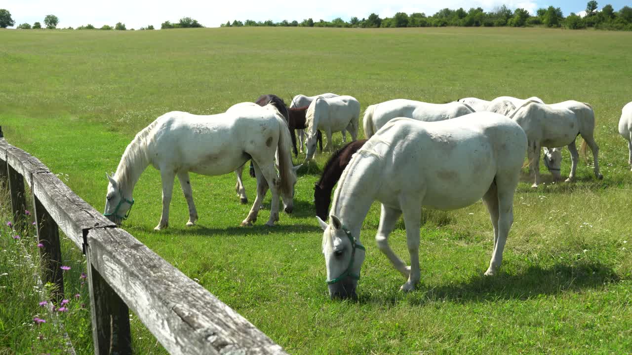 Lipizzaner Pferde grasen auf einer grünen Wiese.