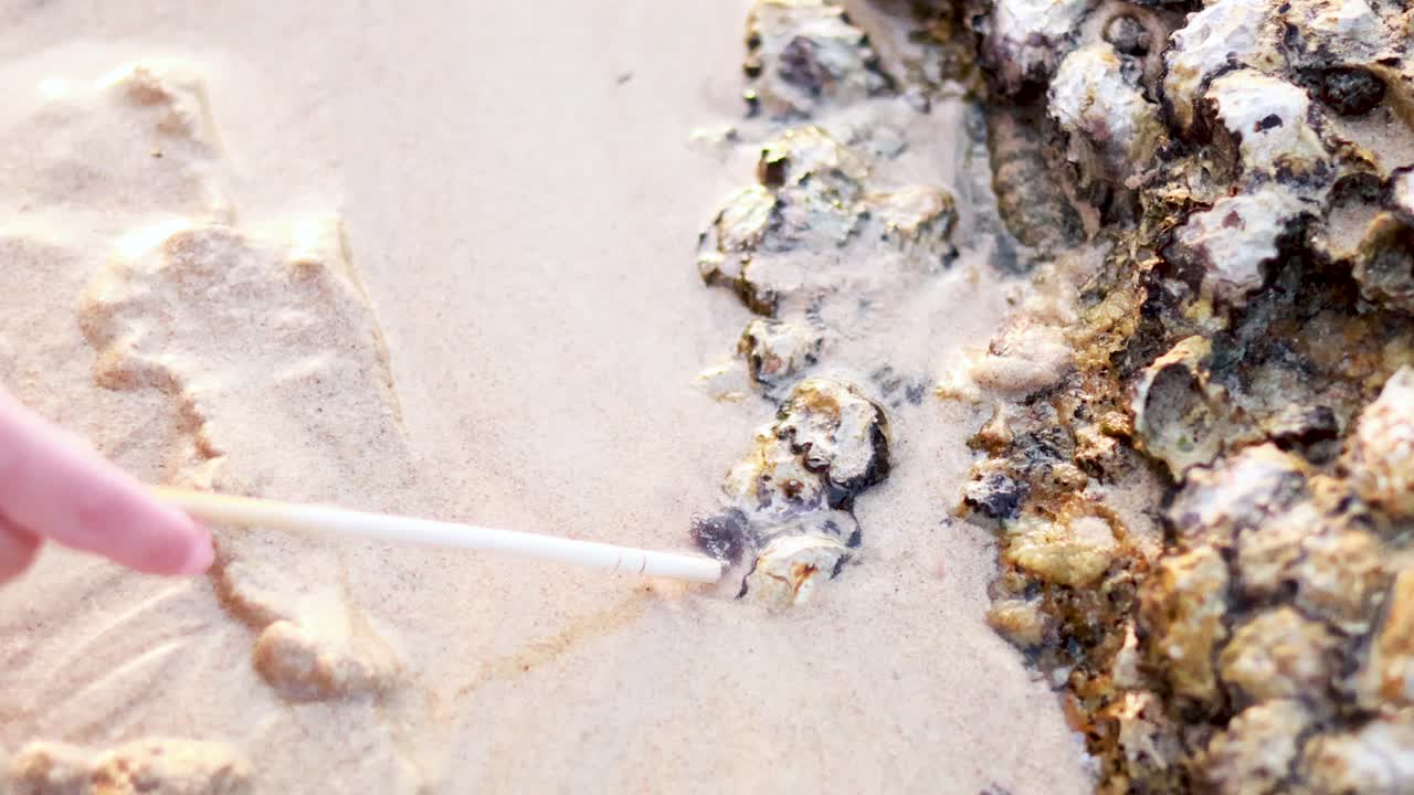 Close-up of a hand interacting with shellfish and anemones on sandy rocks at Karon Beach, Phuket. Bright, natural lighting