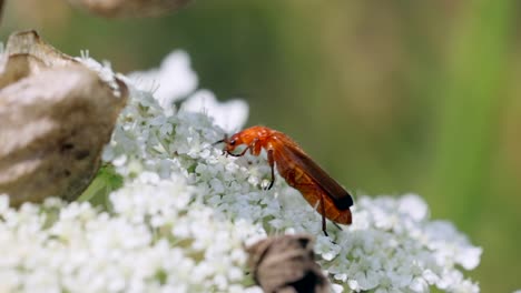 Close-up-shot-of-soldier-beetle-collecting-pollen-of-white-flower-in-nature