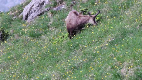 chamois standing on a mountain and eating grass