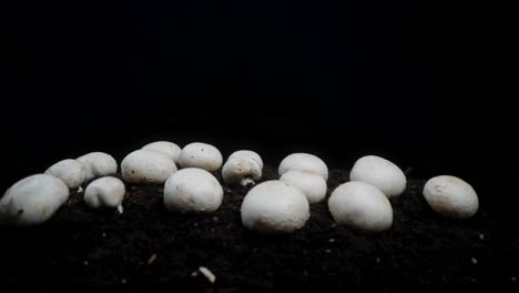 Slow-pull-out-on-organic-white-mushrooms-growing-in-soil,-isolated-on-a-black-background