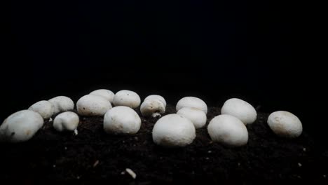 extracción lenta de setas blancas orgánicas que crecen en el suelo, aisladas en un fondo negro