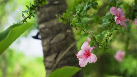 pink hibiscus flower among lush greenery flowing in the breeze