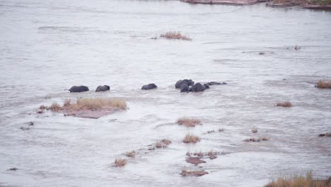 Manada-De-Elefantes-Africanos-Atrapada-En-Una-Fuerte-Corriente-De-Río-Mientras-Cruzaba