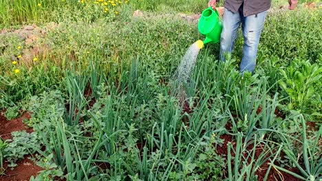 un hombre riega un cuenco de cebolla con una regadera verde-2