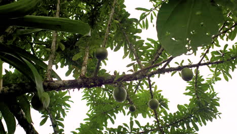 Bottom up shot of growing calabash fruits in tree of Ecuadorian amazon rainforest during bright sky