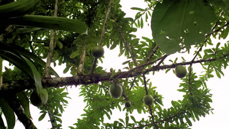 tiro de abajo hacia arriba del cultivo de frutos de calabaza en el árbol de la selva amazónica ecuatoriana durante el cielo brillante