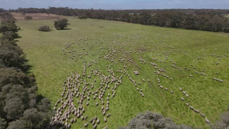 aerial top down showing herd of walking sheeps on green meadow farm during sunny day