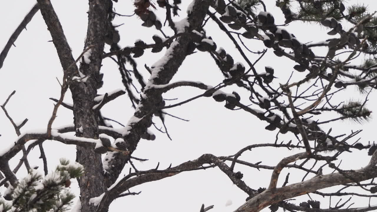 Bald Eagle In McIntyre Creek, Whitehorse, Canada - Close Up