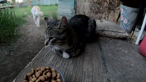 tabby cat chilling in front of a bowl of dog food on the porch in the backyard of a house