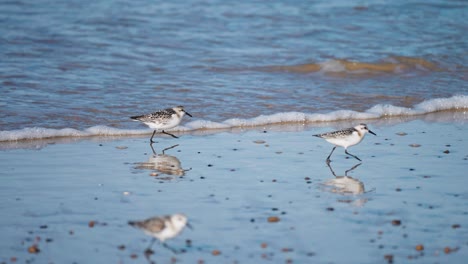 sanderlings corriendo adelante y atrás con las olas en la playa de arena