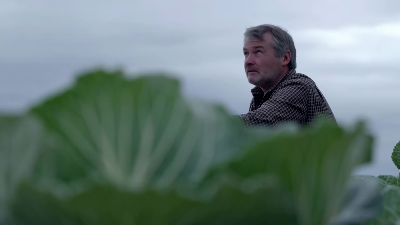 Vista a nivel de planta muestra grandes hojas de col con gotas de rocío visibles y nervaduras nítidas en primer plano, mientras un hombre adulto permanece suavemente desenfocado en el fondo, inspeccionando un cultivo sano bajo