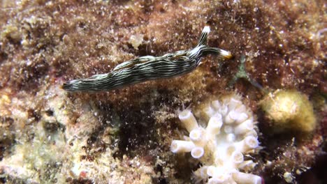 slender sap sucking slug foraging on coral reef, moving and changing directions, body pattern with brownish lines