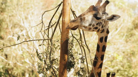 giraffe extending its neck to reach leaves