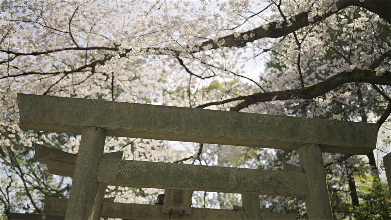 Cherry blossoms create a stunning backdrop for an ancient shrine located in Fushimi Inari. Visitors admire the vibrant flowers under a clear blue sky, enjoying the tranquility of nature. Kyoto, Japan