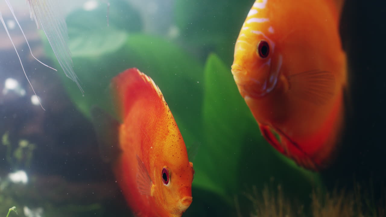 Let's cruise over to the reef...