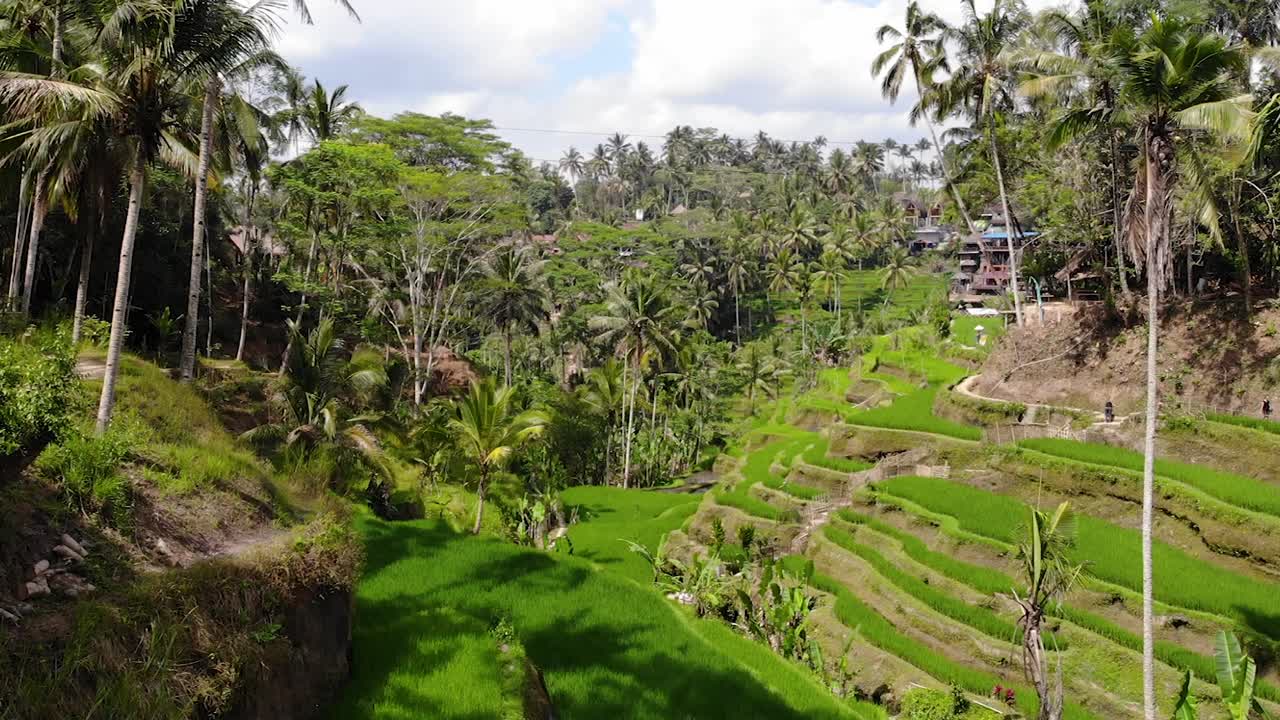 Luftaufnahme, die durch ein Reisfeld in Ubud, Bali, gleitet