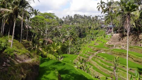 Vista-Aérea-Atravesando-Un-Campo-De-Arroz-En-Ubud,-Bali