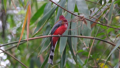 Torciendo-Su-Cuello-Para-Mirar-Hacia-Atrás-Como-Se-Ve-Dentro-De-Un-Parche-De-Bambú-En-El-Bosque,-Trogon-Harpactes-Erythrocephalus-De-Cabeza-Roja,-Macho,-Tailandia