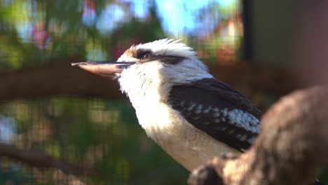 la risa kookaburra, dacelo novaeguineae avistado posado en la rama del árbol, foto de cerca de una especie de ave nativa de australia