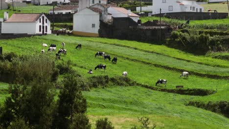 vista de ángulo lejano sobre el ganado pastando en un pasto verde, sao miguel, azores