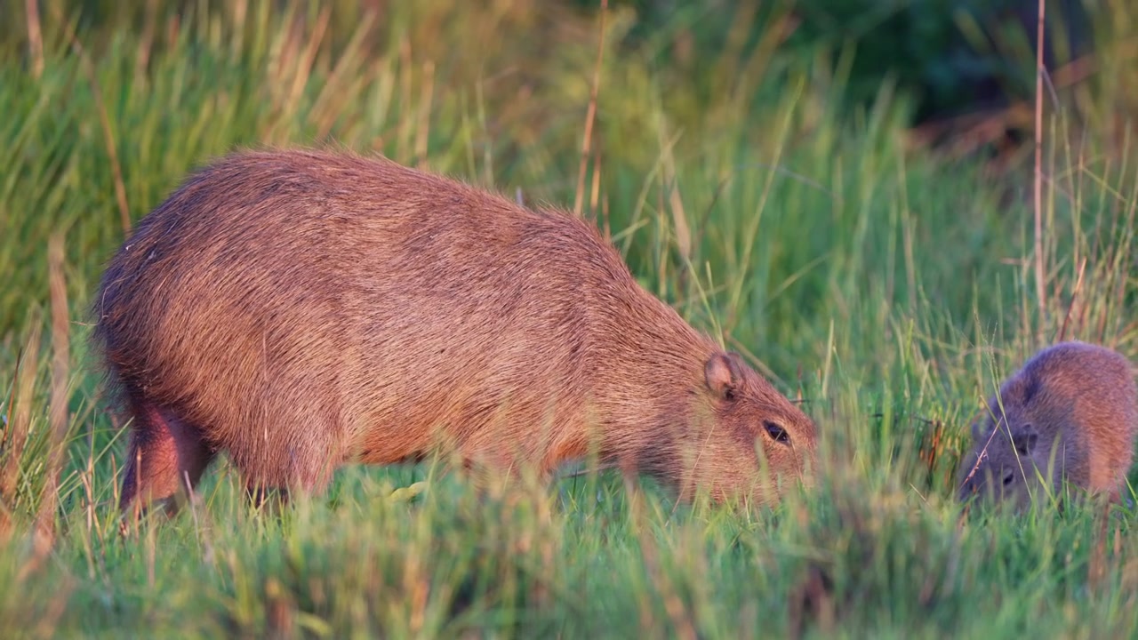 Stor kapivar græsser gennem højt vådområdegræs i varmt aftenlys, med en mindre kapivar, der dukker op ved siden af, nyttigt til indhold om dyreliv, økologi eller sydamerikansk natur.