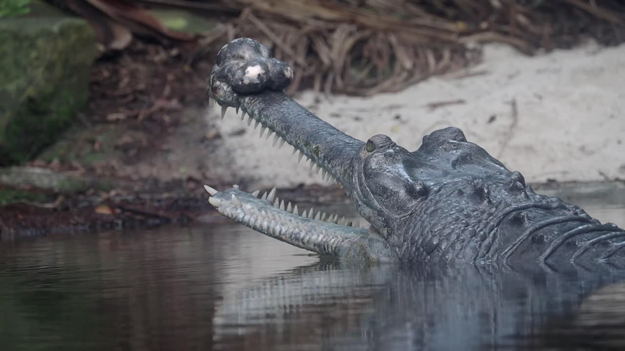 Gharial in Water