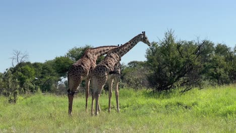 two male masai giraffes (giraffa tippelskirchi) fighting with each other in serengeti national park, tanzania.
